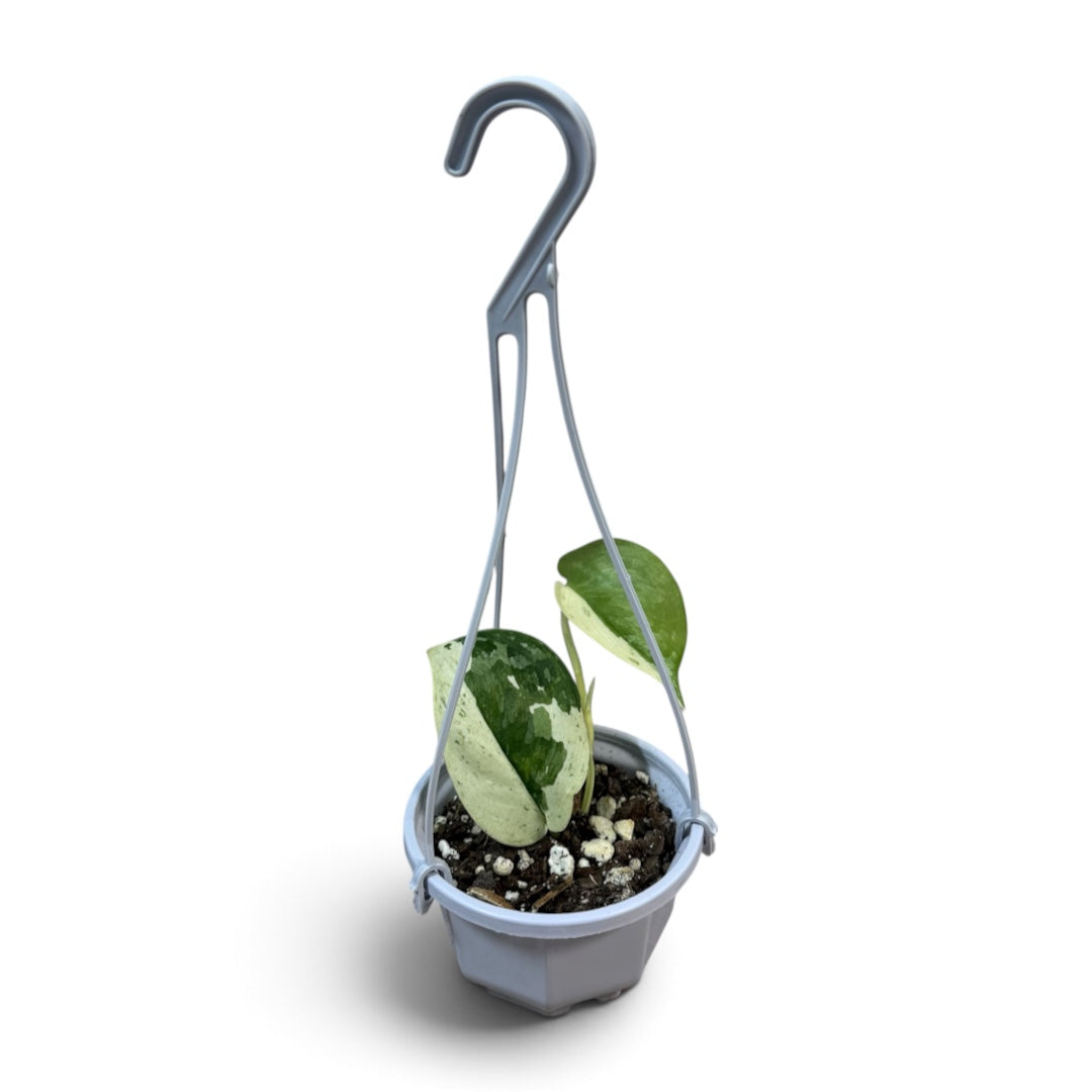 Scindapsus Exotica Tiara 7